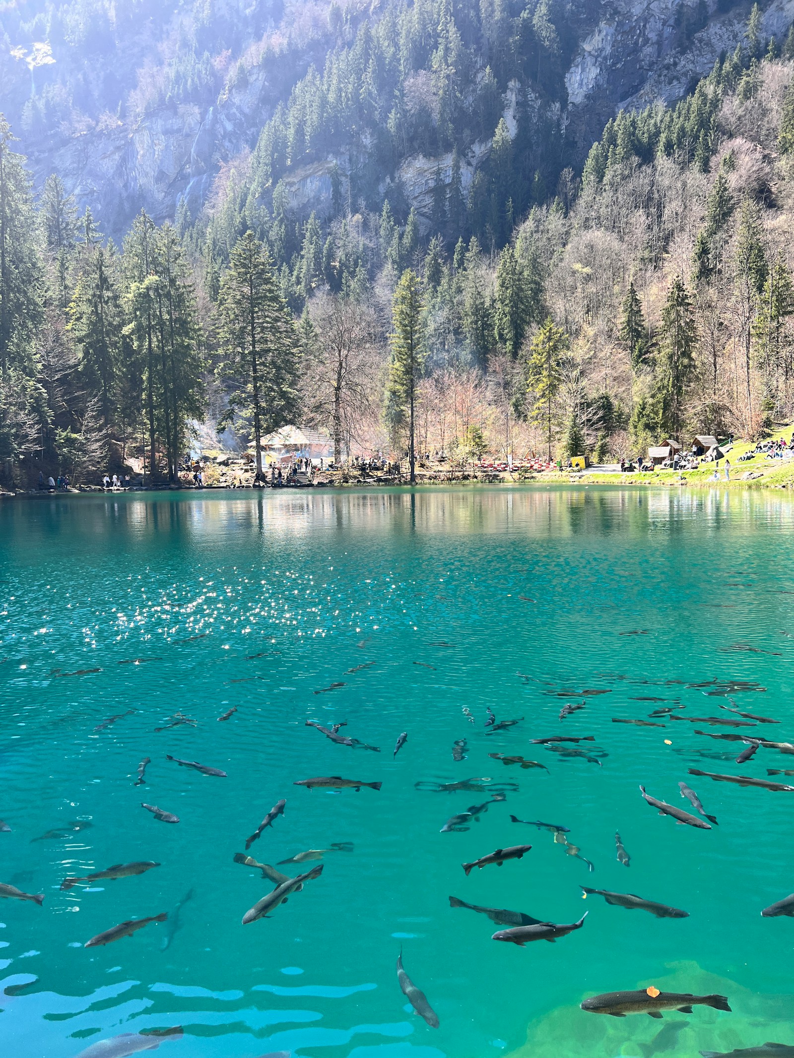 Trout gliding through the crystal-clear turquoise water of Blausee